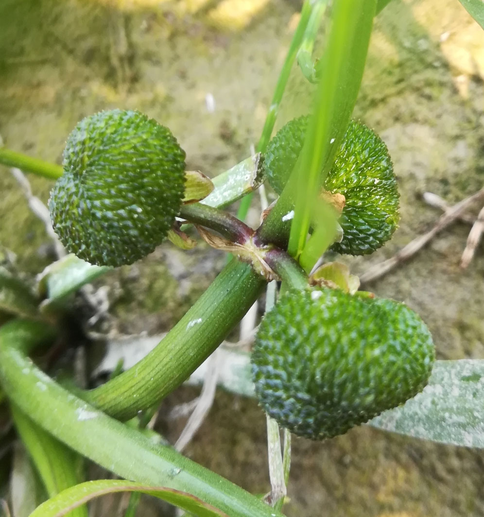 Sarah Calgary (https://www.inaturalist.org/observations/89398855)
